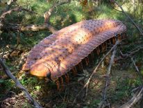 дыназаўры, млекакормячыя, дагістарычныя жывёлы ледніковага перыяду, студыя мадэляў 12