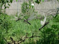 дыназаўры, млекакормячыя, дагістарычныя жывёлы ледніковага перыяду, студыя мадэляў 26